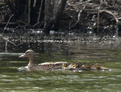 Mallard