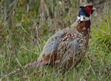 Ring-necked Pheasant