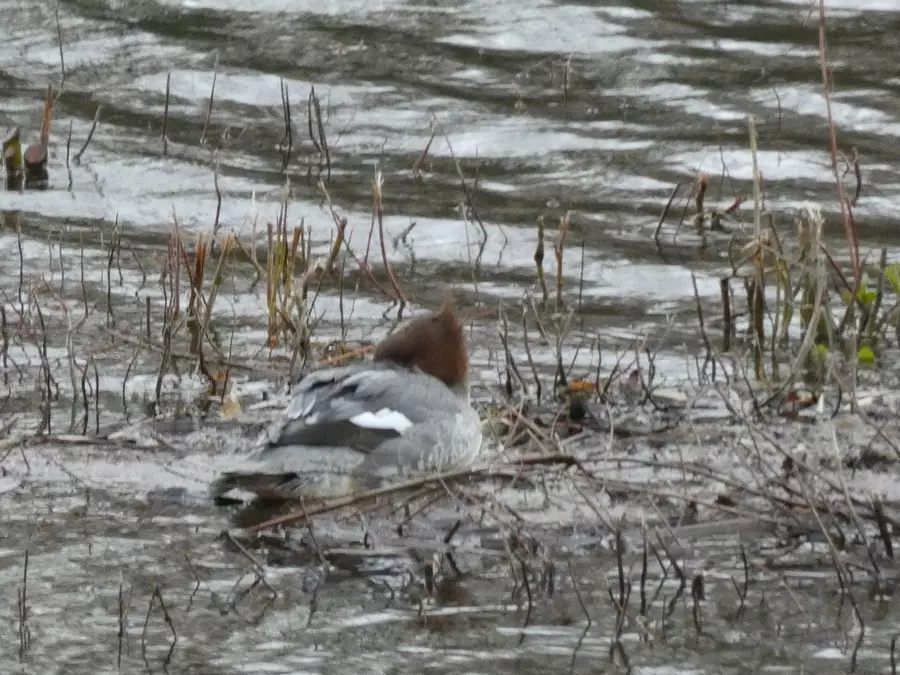 Goosander