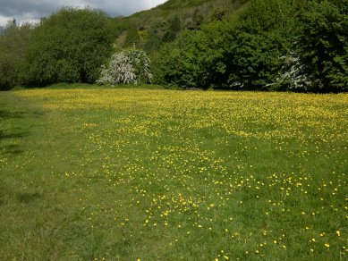 Buttercups