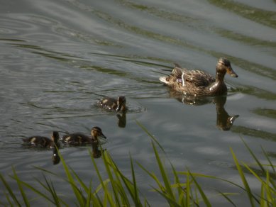 Mallard