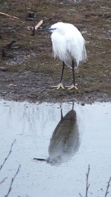 Egret