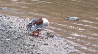 Goosander
