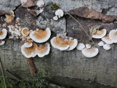 Fungus