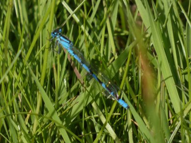 Damselfly