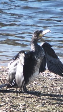 Cormorant