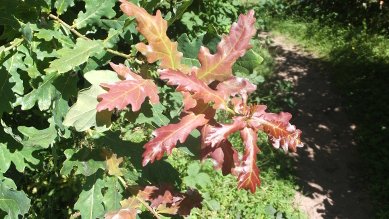 Oak