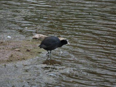 Coot