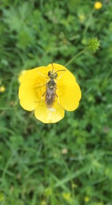 Sawfly