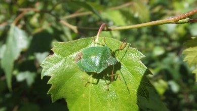 Shield Bug