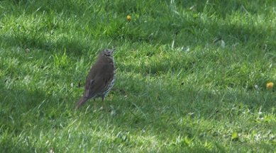 Song Thrush