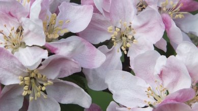 Blossom