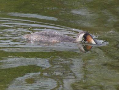 Grebe