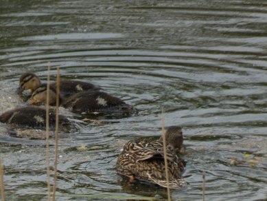 Ducklings