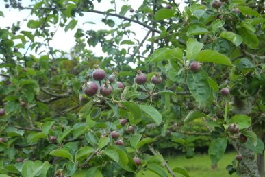 Apples