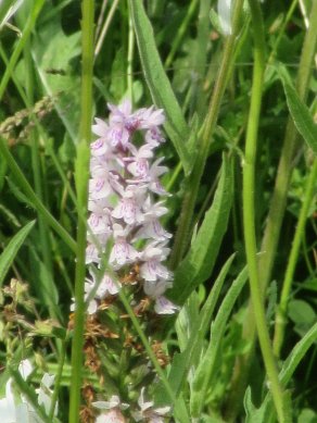 Orchid