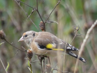 Goldfinch
