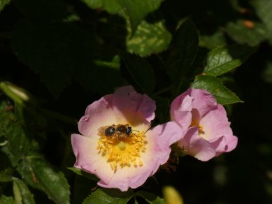 Bee