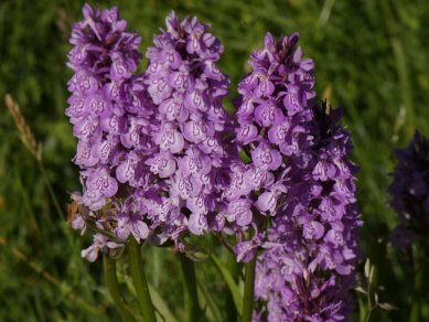 Orchids
