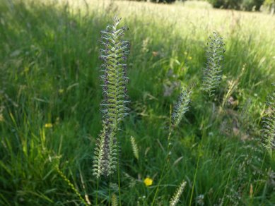 Grass