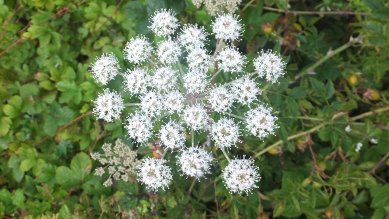 Umbellifer