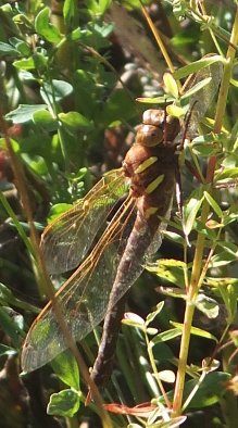 Hawker