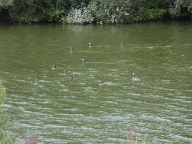 Cormorants