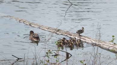 Ducklings