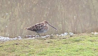Snipe