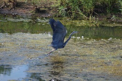 Heron