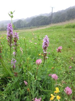 Common Spotted Orchid