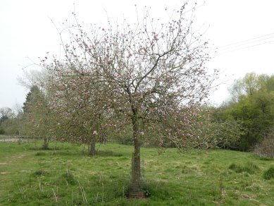 Blossom