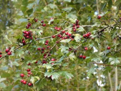 Haws