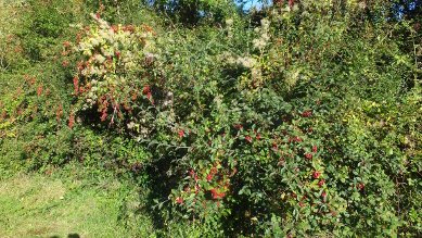 Berries