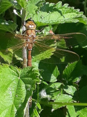 Brown Hawker
