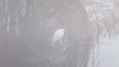 Egret