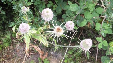 Teasels