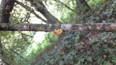 Fungus