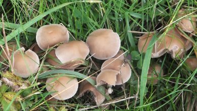 Waxcap