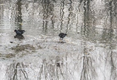 Moorhens