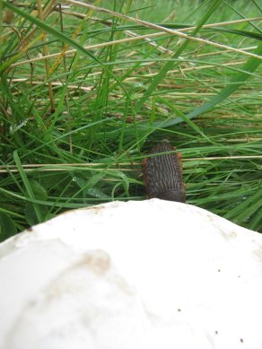 Slug