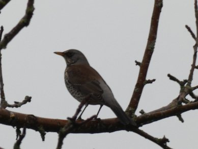 Fieldfare