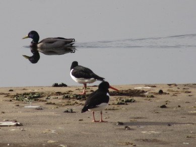 Oystercatchers