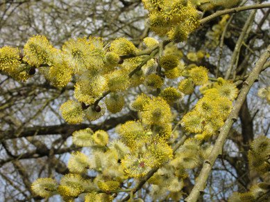 Pussy Willow