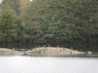 Cormorants