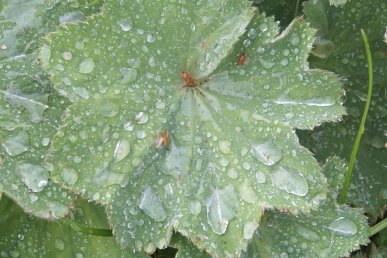 Rain drops