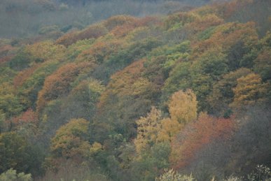 Autumn Colours