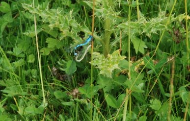 Damselflies