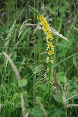 Agrimony