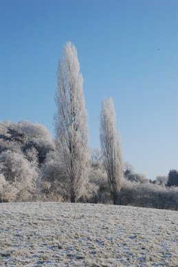 Hoarfrost